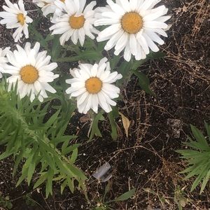 Meet your Posher, Kevlyn